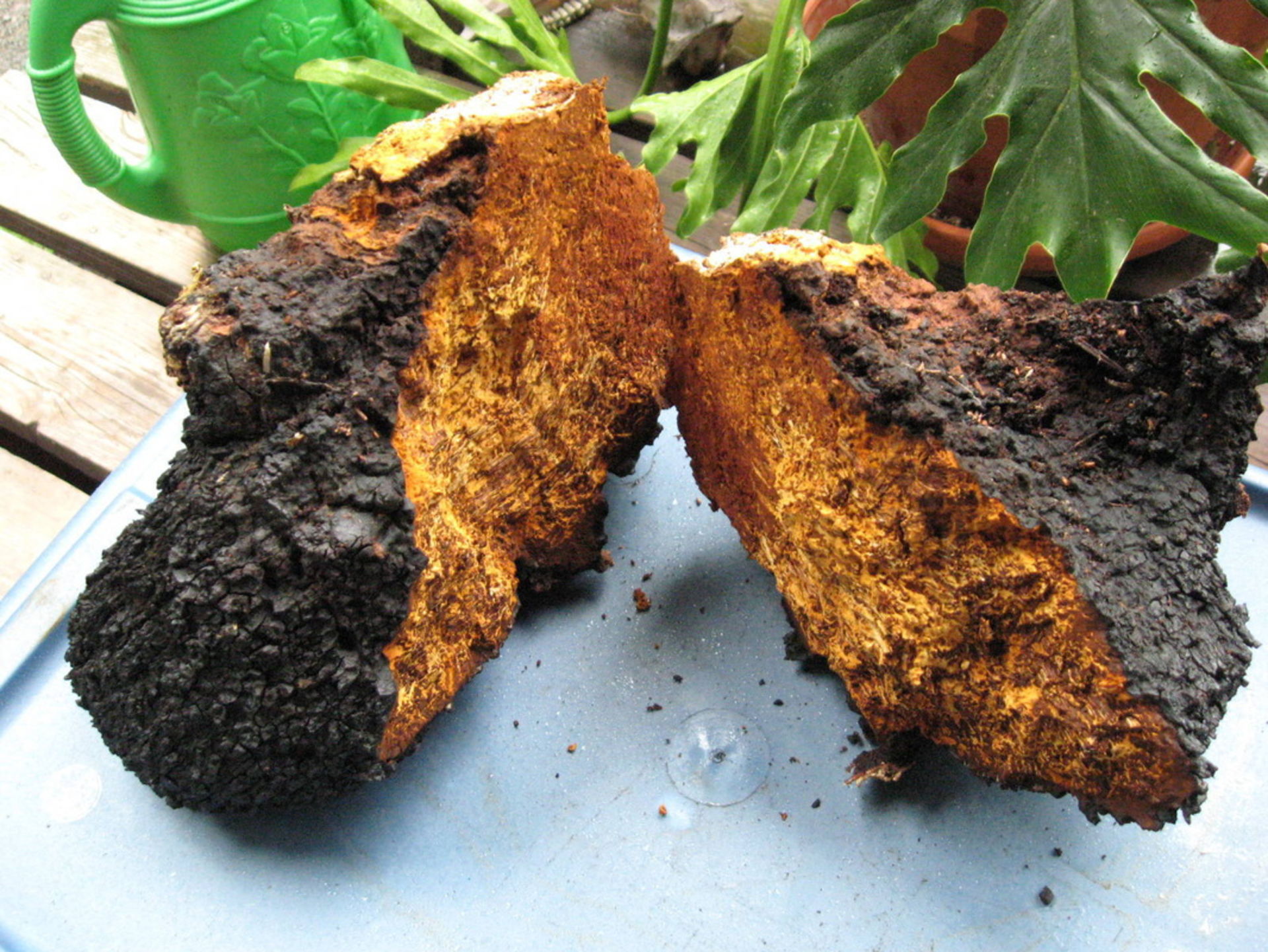 nam-chaga-vien-kim-cuong-cua-rung-xanh